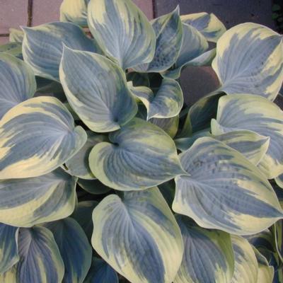 Hosta 'Aristocrat' Hosta 'Aristocrat'